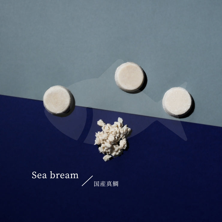 国産真鯛